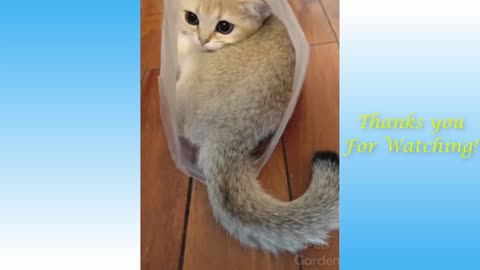 Cute Cats And Funny Dogs Videos Compilation 2022