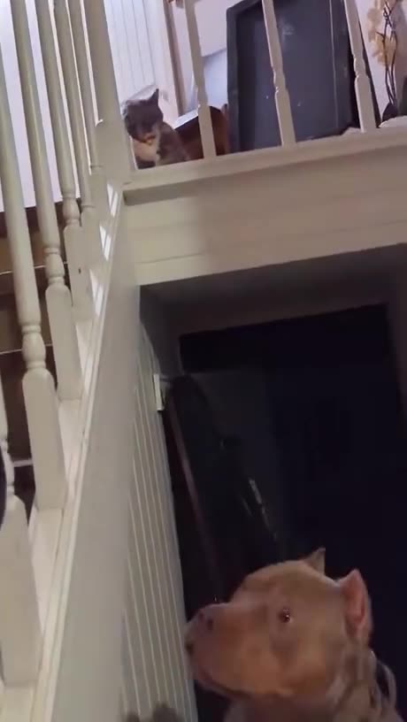 Wholesome doggo being wholesome.