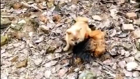 Dog VS Chicken, Fighting Funny Video🤣