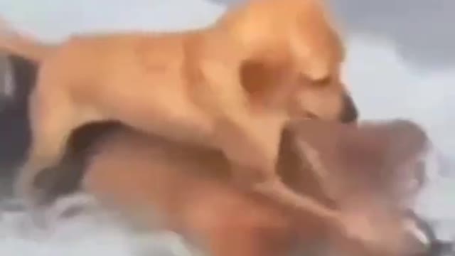 Funniest dog and cat video 😂🤣🤣