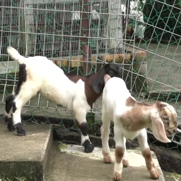 Adorable Animal Moments .