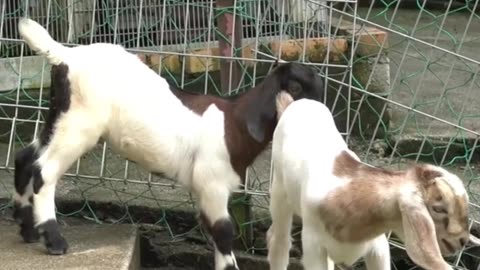 Adorable Animal Moments .