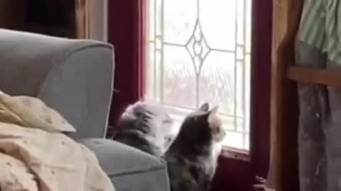 These Funny Cute Cats Enjoying The Sunshine Together ☀️ Cute Cat Videos