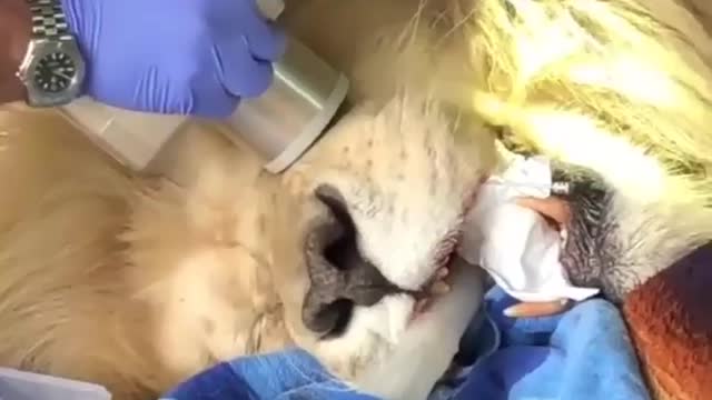 Removing infection from my lion teeth