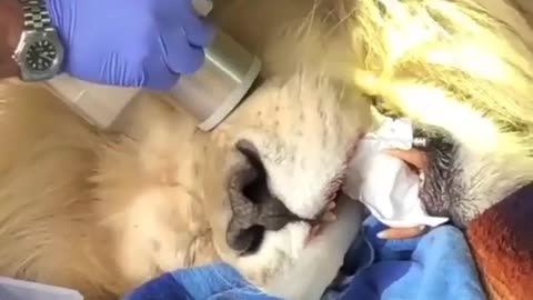Removing infection from my lion teeth