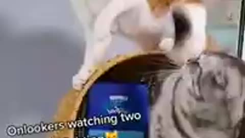 Lovely Cat, black cat, cats, funny cats, funny cat videos 1628