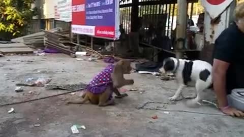 Dog Vs Monkey Combat 😀#funny