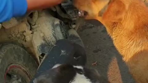 Feeding puppy in the streets