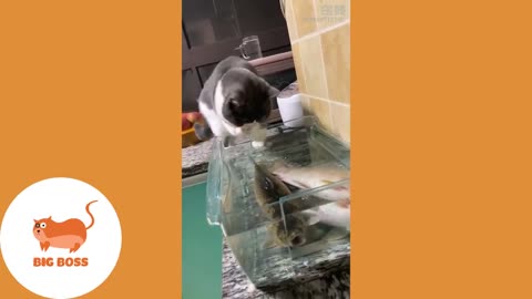 Cat and Animals Humour Funny