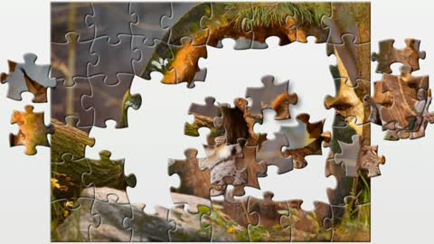 Puzzle. Lynx Predator.