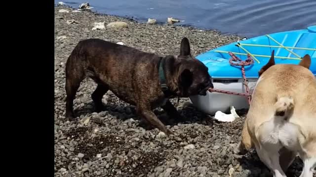 Dog Park with my frind family | Funny Dog Videos 2021