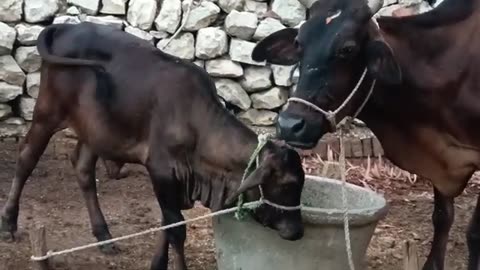cow love calf relaxing video
