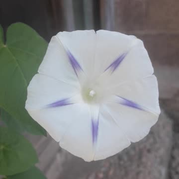 Summer Morning Glory
