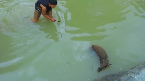 Jungle my life | Catch big pig in water | Roasted big pig for dinner-2