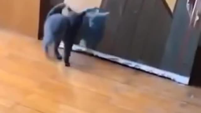 Cat Looks At Mirror For The First Time! SEE HOW SHE REACTS NOW!!