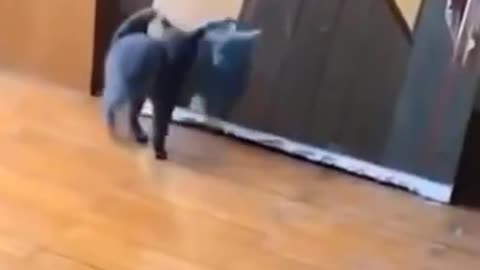 Cat Looks At Mirror For The First Time! SEE HOW SHE REACTS NOW!!