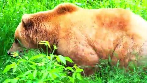 Nature video Dolby music