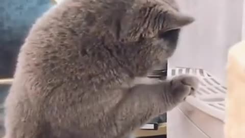 Cats Are Soo Funny 😄