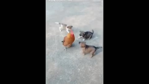 Coc funny video very very funny video
