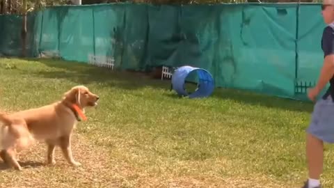 Dog training #1