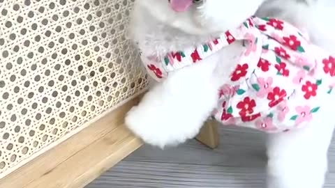 Taking pictures in various poses, this dog is fine.