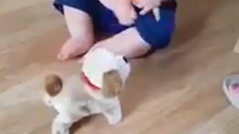 Baby laughing with pumper dog