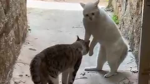 FUNY ANIMALS VIDEOS FUNY AND SMART