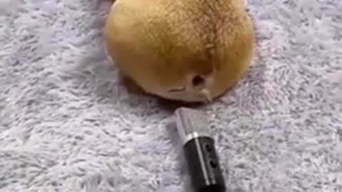 My dog fart in speaker