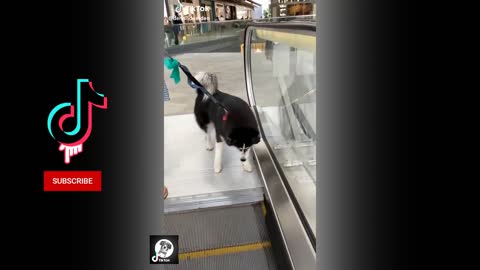 funny husky dog tiktoks