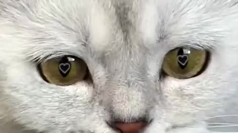 Love Story #cat #cats#cat #cute #kitten #pets