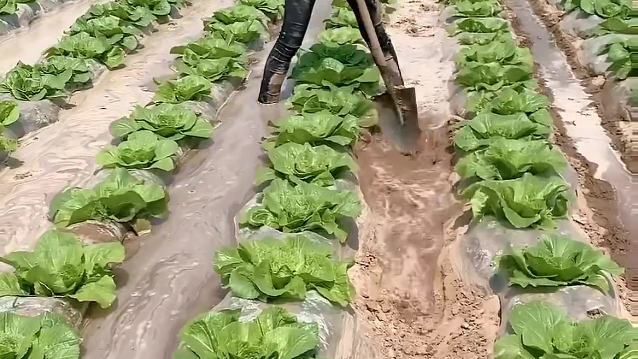 Smart Watering Method Vegetable Farmland #satisfying #short