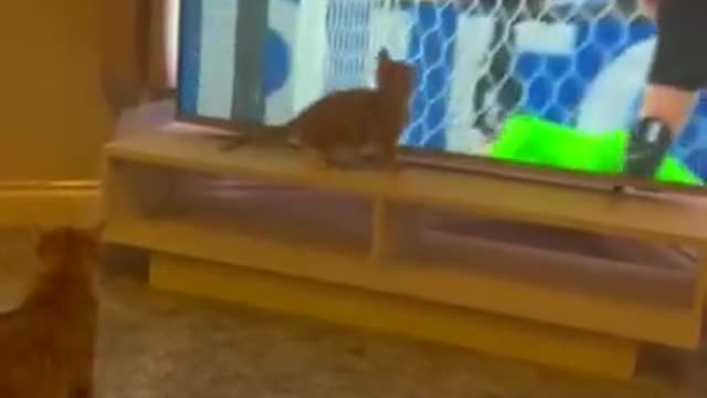 Natural born goalie! 😂🐱⚽️🐾
