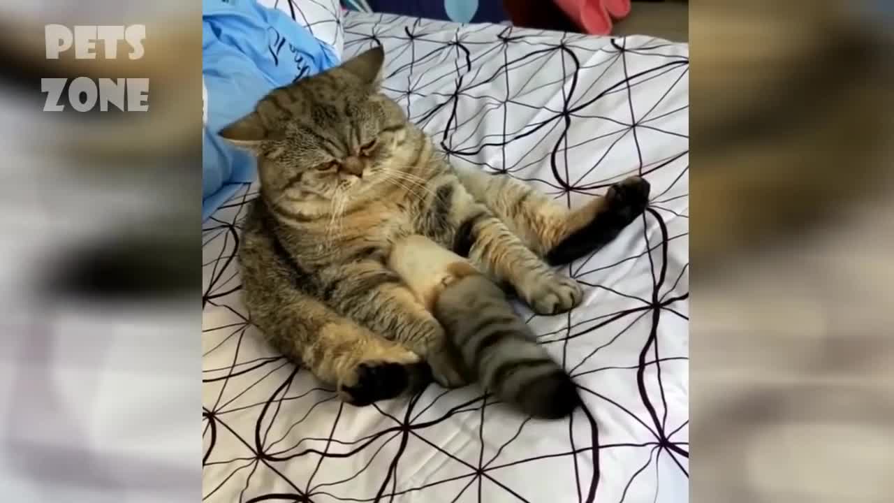 Compiled of cute and beautiful kittens #8