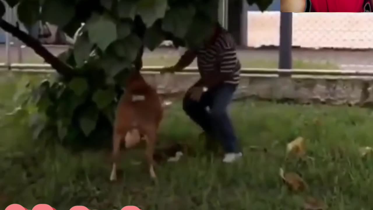 Ram Vs People funny 😂🤣 Animal video/ watch to the end the last clip is the most funny