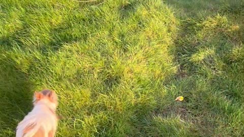 Chihuahuas Fall Down Crevice