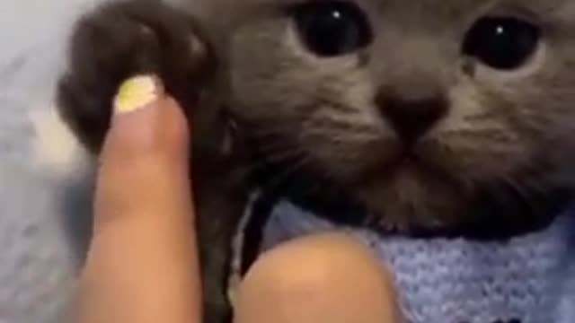 Cute buddy Funny Puppy Baby Animal Dogs latest 2021 Youtube #shorts Untitled design 17