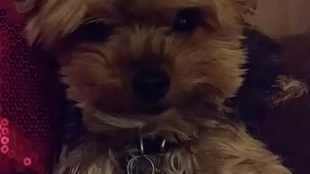 Kash at Christmas