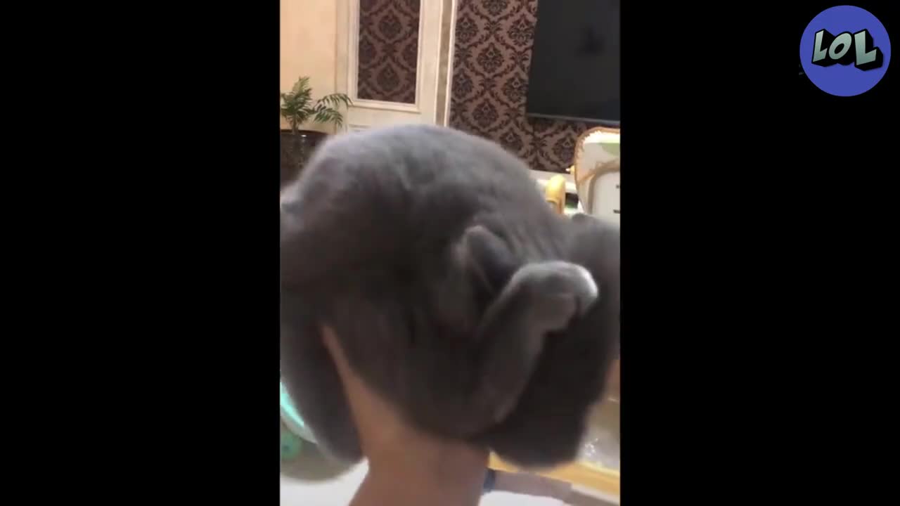 Video de risa...de los Gatos y perros locos,,π±πΆπ