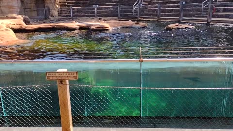 Sea Lions At The Memphis Zoo