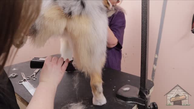 Grooming Shelby the Australian Shepherd_1080pFHR.mp4