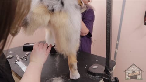 Grooming Shelby the Australian Shepherd_1080pFHR.mp4