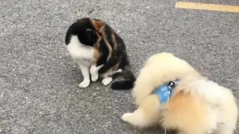 Dog and cat humor