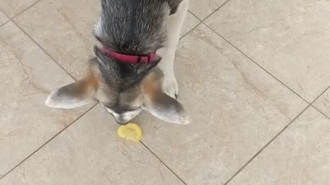 Labsky dog trying lemon for the first time