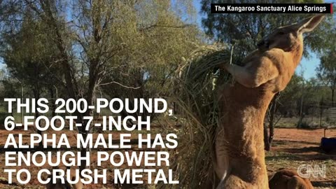 200-pound ripped kangaroo crushes metal
