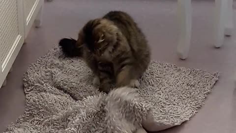 Cat playing with stick