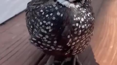 This man saved a baby quail and raised it.