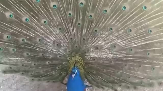 peacock landscape