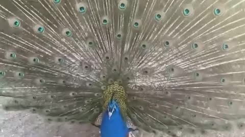 peacock landscape