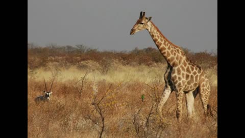 Giraffe.