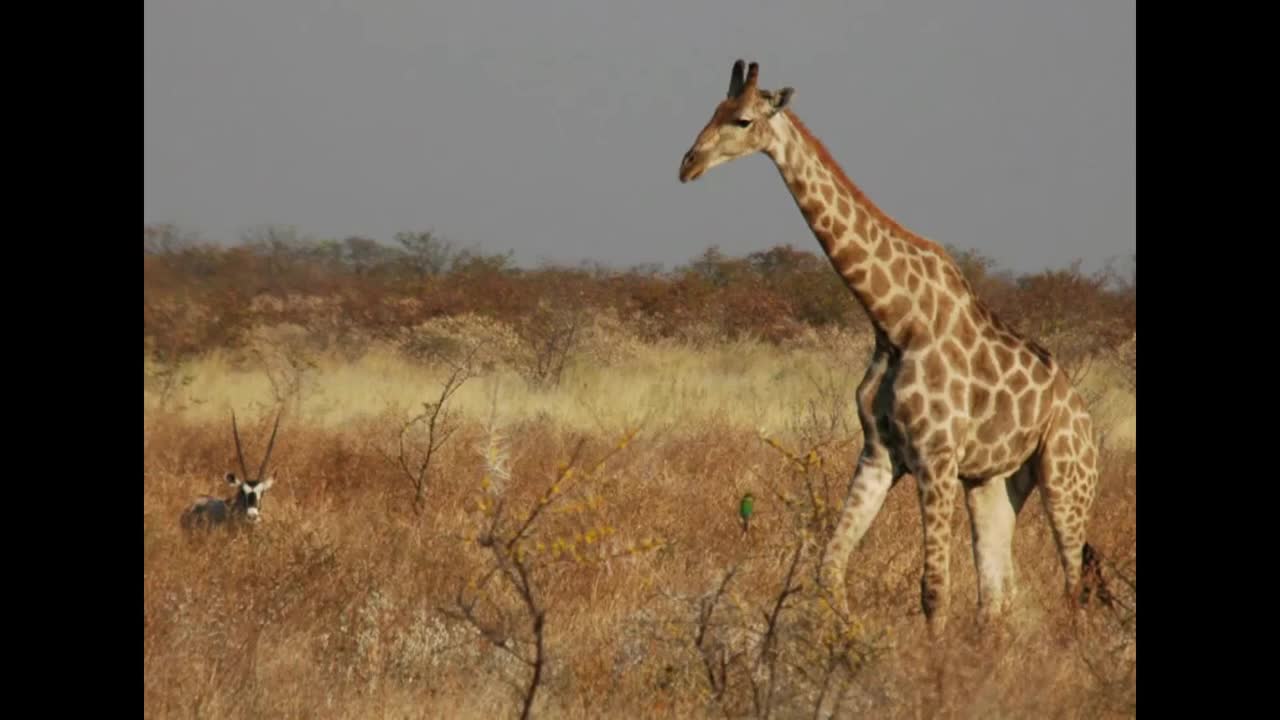 Giraffe.